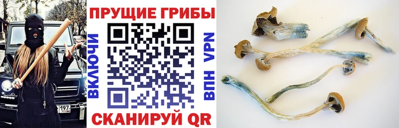 Купить  Миллерово  Псилоцибиновые грибы Cubensis 